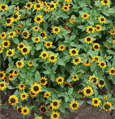 Семена цветов «Санвиталия Голден Ай» - Фото 1