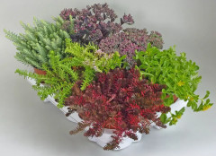 Семена цветов «Седум (очиток) Бархатный ковер» - Фото 1