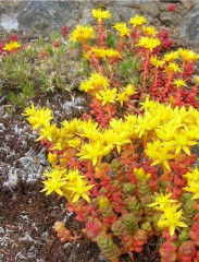 Семена цветов «Седум (очиток) Бархатный ковер» - Фото 2