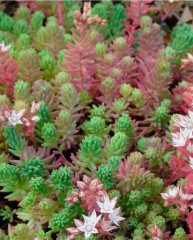 Семена цветов «Седум (очиток) Бархатный ковер» - Фото 3