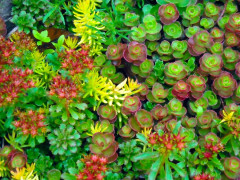 Семена цветов «Седум (очиток) Бархатный ковер» - Фото 4