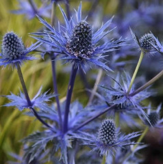 Семена цветов «Синеголовник Фанфарон» - Фото 1