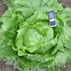 Семена салата «Мэй Кинг» - Фото 3