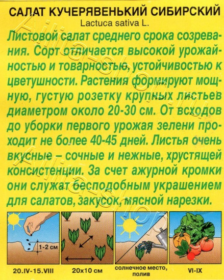 Семена салата «Кучерявенький сибирский»