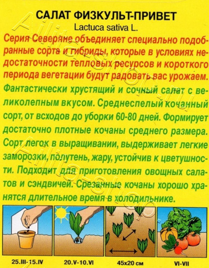 Семена салата «Физкульт-привет»