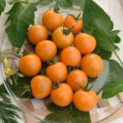 Семена томата «Абрикотин» - Фото 2