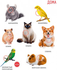 50 звуков. Животные - Фото 7