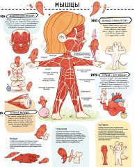 Книга с секретами. Секреты тела человека - Фото 8
