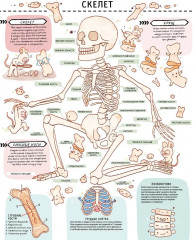 Книга с секретами. Секреты тела человека - Фото 9
