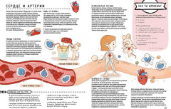 Книга с секретами. Секреты тела человека - Фото 10
