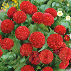 Семена маргаритки «Рубиновый бархат» - Фото 2