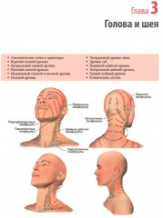 Нейромышечное тейпирование. Лечение отеков, гематом и рубцов - Фото 7
