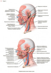 Нейромышечное тейпирование. Лечение отеков, гематом и рубцов - Фото 8