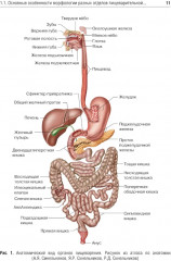 Гистология и эмбриогенез органов ротовой полости - Фото 7
