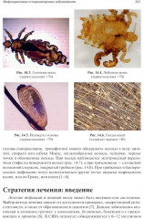 Лечение волос и кожи головы - Фото 4