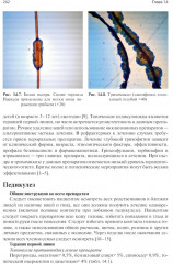 Лечение волос и кожи головы - Фото 5