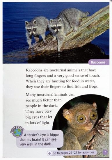 Animals At Night