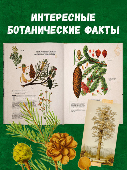 Ботаника в картинках