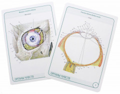 Анатомия человека. Спинномозговые нервы и органы чувств. Карточки - Фото 1