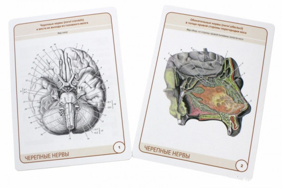 Анатомия человека.Черепные нервы. Карточки