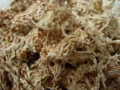 Мох сфагнум - Фото 2