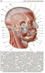 Пропедевтика хирургической стоматологии - Фото 14