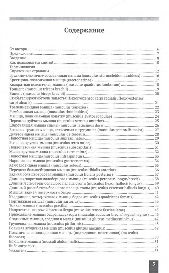 Мышцы человека