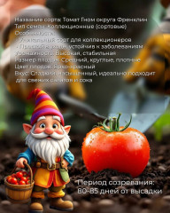 Коллекционные семена томата «Гном округа Френклин» - Фото 1