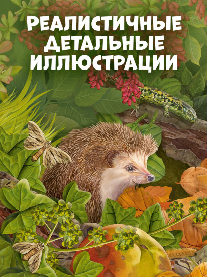 Секреты осеннего леса. Визуальная энциклопедия