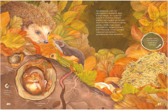 Секреты осеннего леса. Визуальная энциклопедия - Фото 8