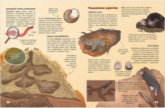 Секреты осеннего леса. Визуальная энциклопедия - Фото 9