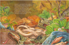 Секреты осеннего леса. Визуальная энциклопедия - Фото 10