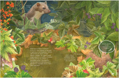 Секреты осеннего леса. Визуальная энциклопедия - Фото 11