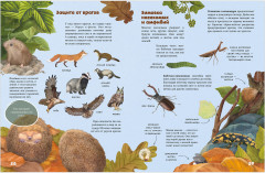 Секреты осеннего леса. Визуальная энциклопедия - Фото 12