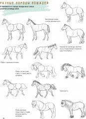 Создаем наброски лошадей шаг за шагом. Скетчбук начинающего художника - Фото 7