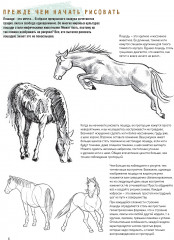 Создаем наброски лошадей шаг за шагом. Скетчбук начинающего художника - Фото 2