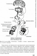 Здоровый человек и его окружение - Фото 12