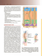 Клиническая анатомия по Муру - Фото 10