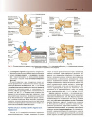 Клиническая анатомия по Муру - Фото 16