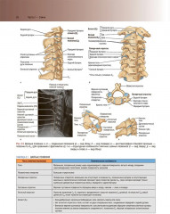 Клиническая анатомия по Муру - Фото 18