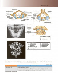 Клиническая анатомия по Муру - Фото 20