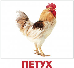 Набор карточек «Домашние животные» - Фото 2