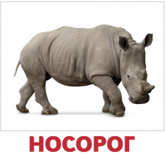 Набор из 20 карточек «Дикие животные» - Фото 1