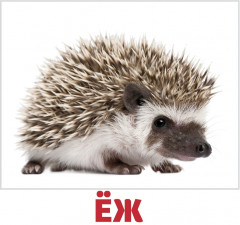 Набор из 20 карточек «Дикие животные» - Фото 2