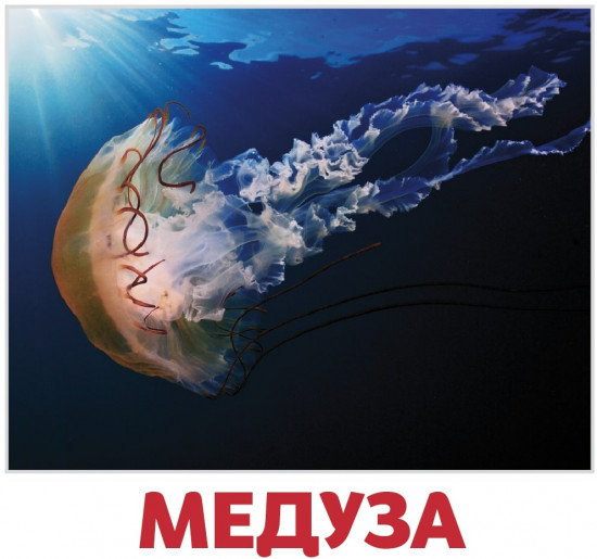 Набор из 20 карточек «Водные жители»
