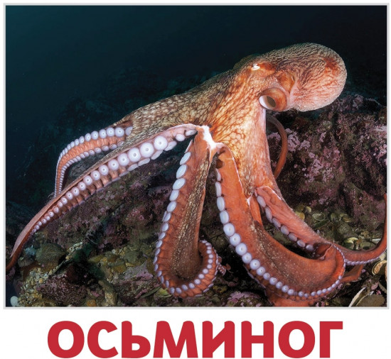 Набор из 20 карточек «Водные жители»