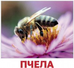 Набор из 20 карточек «Насекомые» - Фото 1