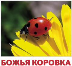 Набор из 20 карточек «Насекомые» - Фото 2