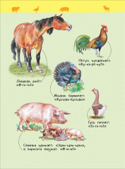 Домашние животные. Энциклопедия для детского сада - Фото 3