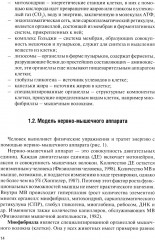 Физическая подготовка футболистов - Фото 7